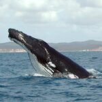 Усатые киты мутировали гораздо быстрее, чем ожидали биологи