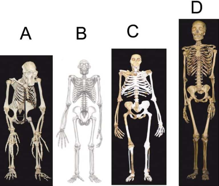 Слева направо скелеты шимпанзе, ардипитека, австралопитека седиба, человека современного вида. Инопланетянин с планеты, где плотность воздуха хотя бы 0,3 от земной и ниже, должен быть иметь грудную клетку значительно больше относительно тела, чем даже у персонажей слева. Не говоря уже о нас самих  / © Wikimedia Commons