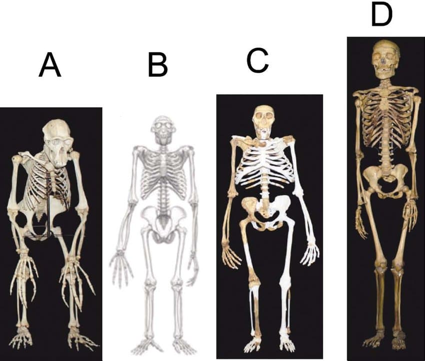 На рисунке изображены реконструкции скелета черепа тела и внешнего вида вымершего примата ардипитека