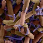 Микробиологи изучили бактерий, которые обитают на поверхности других бактерий