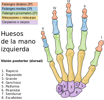 Кости человеческой руки до того, как их подвергли манипуляциям  / © Rodolfo Salas-Gismondi 