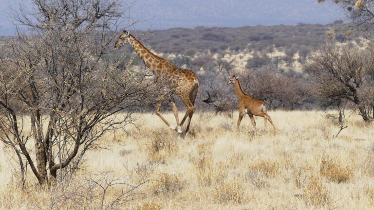 Самка ангольского жирафа (Giraffa camelopardalis angolensis) с детенышем / © Giraffe Conservation Foundation
