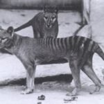 Истребленный тасманийский волк стал первым вымершим животным, у которого извлекли РНК