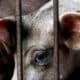 В российских магазинах обнаружили мясо, зараженное африканской чумой свиней