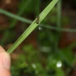 Биологи узнали, как плоский червь превращает муравьев в послушных зомби