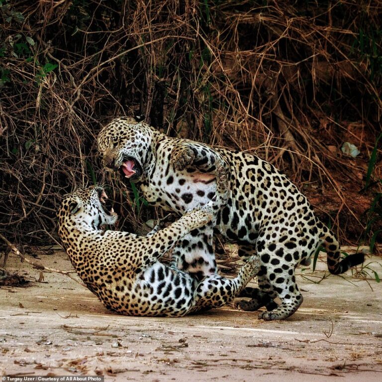 Брачные игры ягуаров в бразильском государственном парке Энконтро-дас-Агуас / © Turgay Uzer