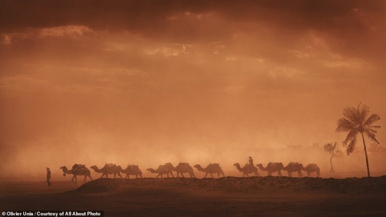 Караван верблюдов движется сквозь шторм возле города Мерзуга в пустыне Сахара в Марокко / © Olivier Unia