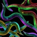 Биологи описали у червей новый механизм удаления «сломанных белков»