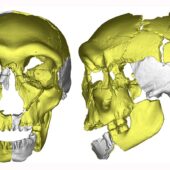 Реконструкция черепа жителя пещеры Хуалондун