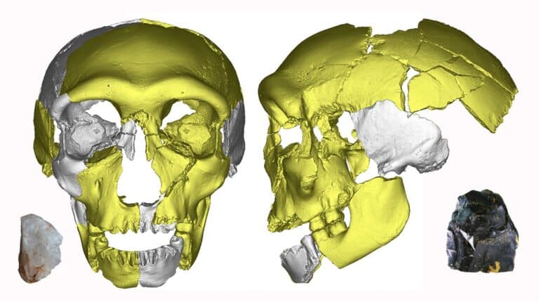 Реконструкция черепа жителя пещеры Хуалондун