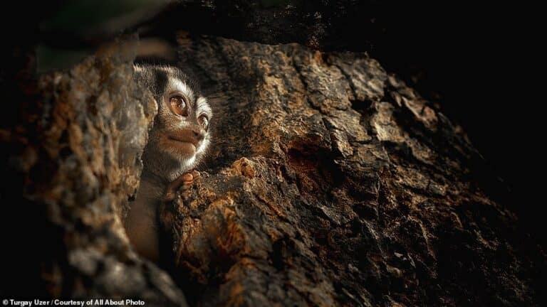 Ночная обезьяна в панамском национальном парке Соберания / © Turgay Uzer