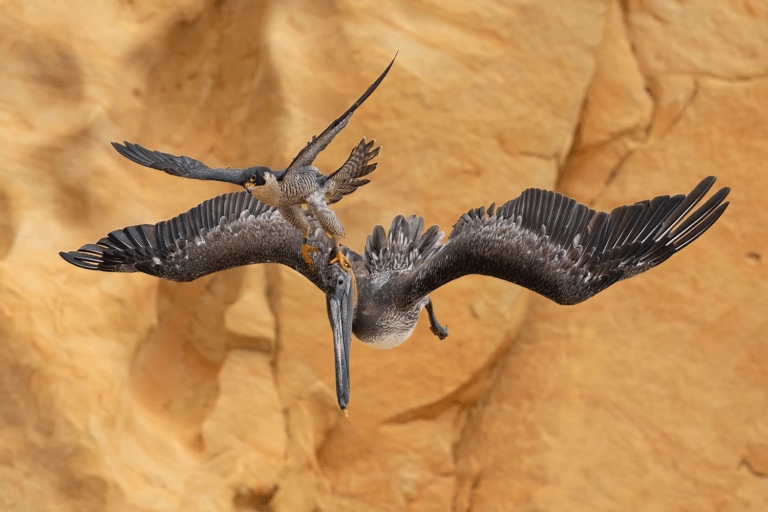 Самка сапсана яростно защищает своих детенышей, нападая на птиц, приближающихся к гнезду / © Jack Zhi 