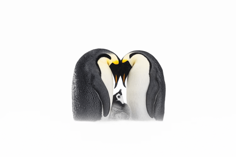Птенец и взрослые пингвины / © Thomas Vijayan