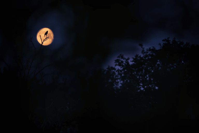 Черный дрозд поет ночью / © Anton Trexler 