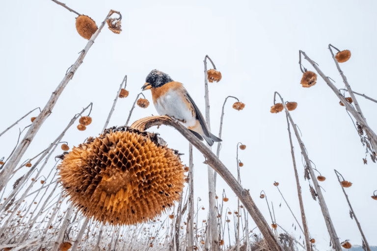 Юрок планирует полакомиться семенами подсолнуха / © Mateusz Piesiak