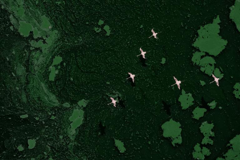 Стая фламинго летит над пятнами сине-зеленых водорослей, которые служат их основным источником пищи / ©  Paul Mckenzie