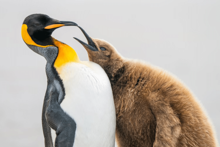 Подрастающий королевский пингвин просит рыбу у взрослой особи / © Levi Fitze