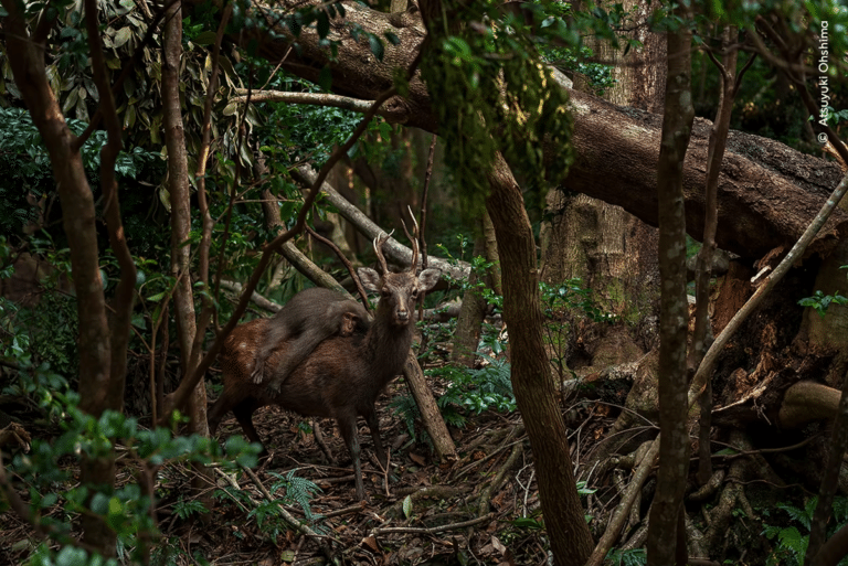 Самка макаки катается на олене / © Atsuyuki Ohshima