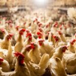 Искусственный интеллект научили расшифровывать кудахтанье куриц