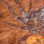 В Австралии нашли окаменелость паука, жившего 11-16 миллионов лет назад