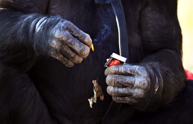 Отличия ДНК людей и шимпанзе всего в районе процента не просто так: на фото показан момент, когда бонобо по имени Канзи зажигает костер. Кроме спичек, он может делать это и зажигалкой / © Wikimedia Commons