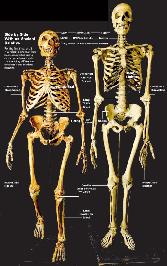 На самом деле, даже непрофессионал после не слишком глубокого погружения в большинстве случаев сможет отличить многие кости неандертальца от аналогичных костей человек современного вида: они часто толще, но при этом короче, грудная клетка серьезно шире, есть и другие отличия вроде чуть более крупного отверстия на месте носа  / © Wikimedia Commons