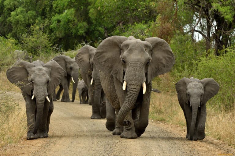 Слоны обратились друг к другу по имени
