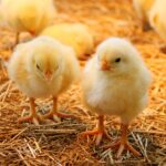 В Перми создали добавку, улучшающую прирост массы цыплят