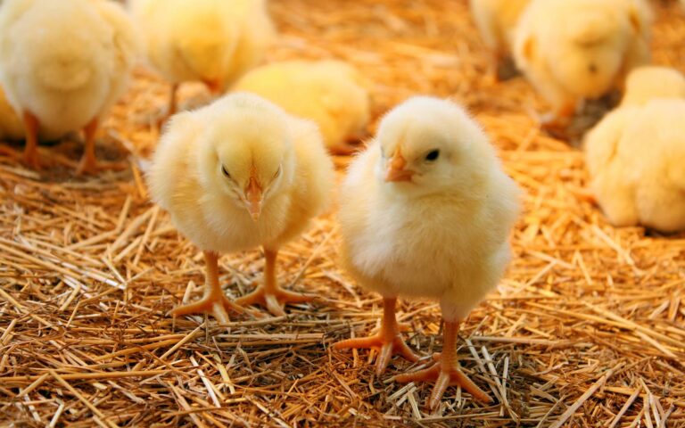 В Перми создали добавку, улучшающую прирост массы цыплят