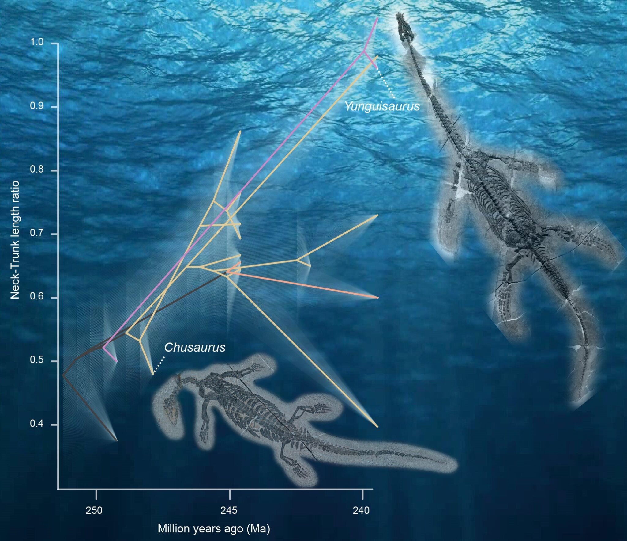 Палеонтологи рассказали, как плезиозавры удлинили шею