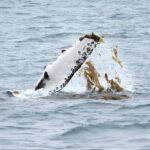 Игры китов с водорослями объяснили «спа-процедурами»