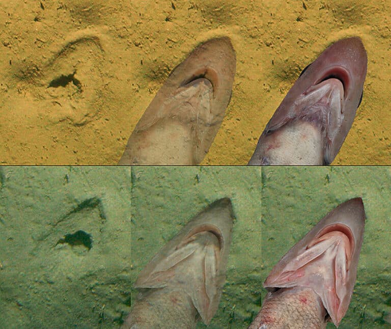 Наложение изображения, полученного со дна моря, на нижнюю часть рта гренадера / ©  NIWA