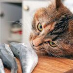 Биологи выяснили, почему кошки так любят рыбу, в особенности тунца