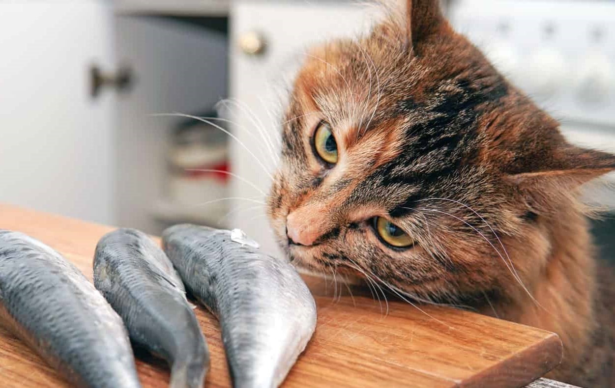 Почему кошки просят у хозяина рыбу?