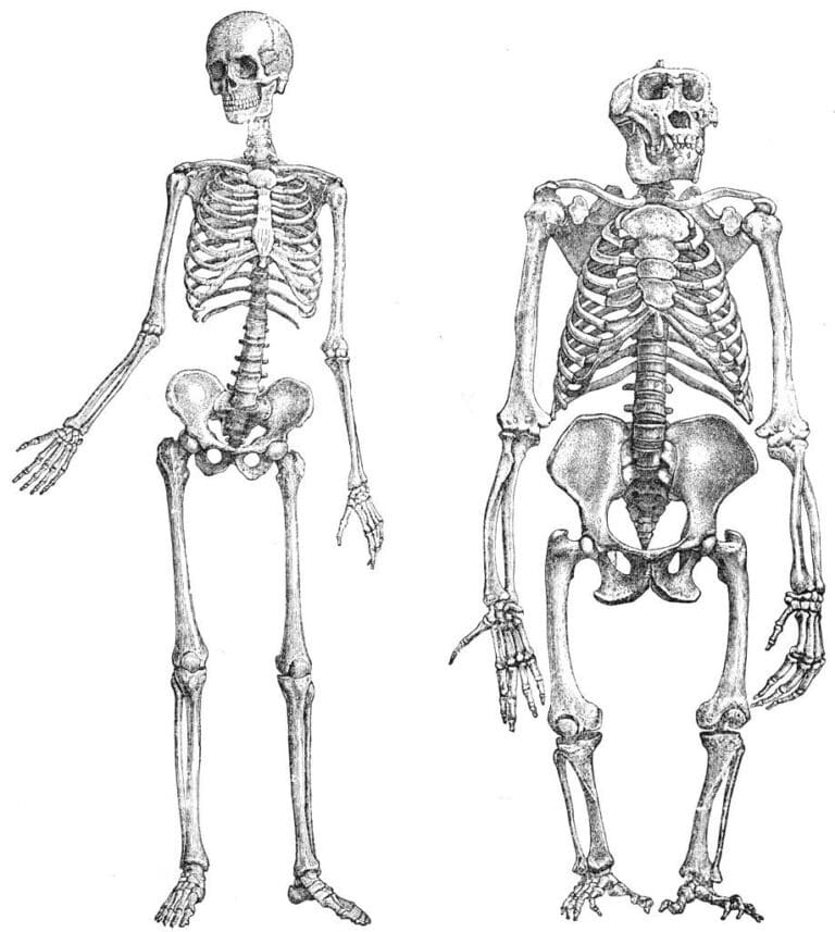 Мы (слева) и наши близкие живущие виды-родственники (один из них справа) разделены всего лишь несколькими миллионами лет эволюции. Но отличия костей настолько серьезны, что это буквально режет глаз. Из костей того, кто справа, нельзя собрать псевдогуманоидов, которых показывали в парламенте Мексики. Потому что почти все кости этих как бы инопланетян на самом деле принадлежат людям, просто собраны в неправильном порядке  / © Wikimedia Commons 