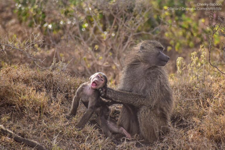 «Нахальный бабуин» / © Bernard Otwaka 