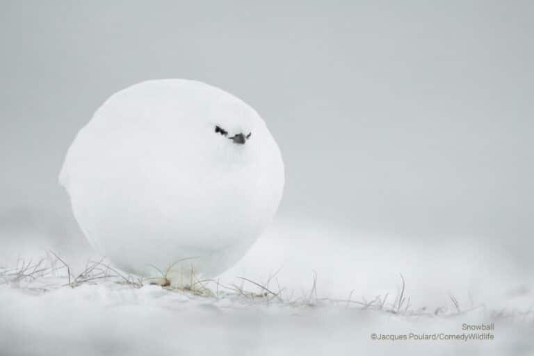 «Снежный мяч» / © Jacques Poulard 