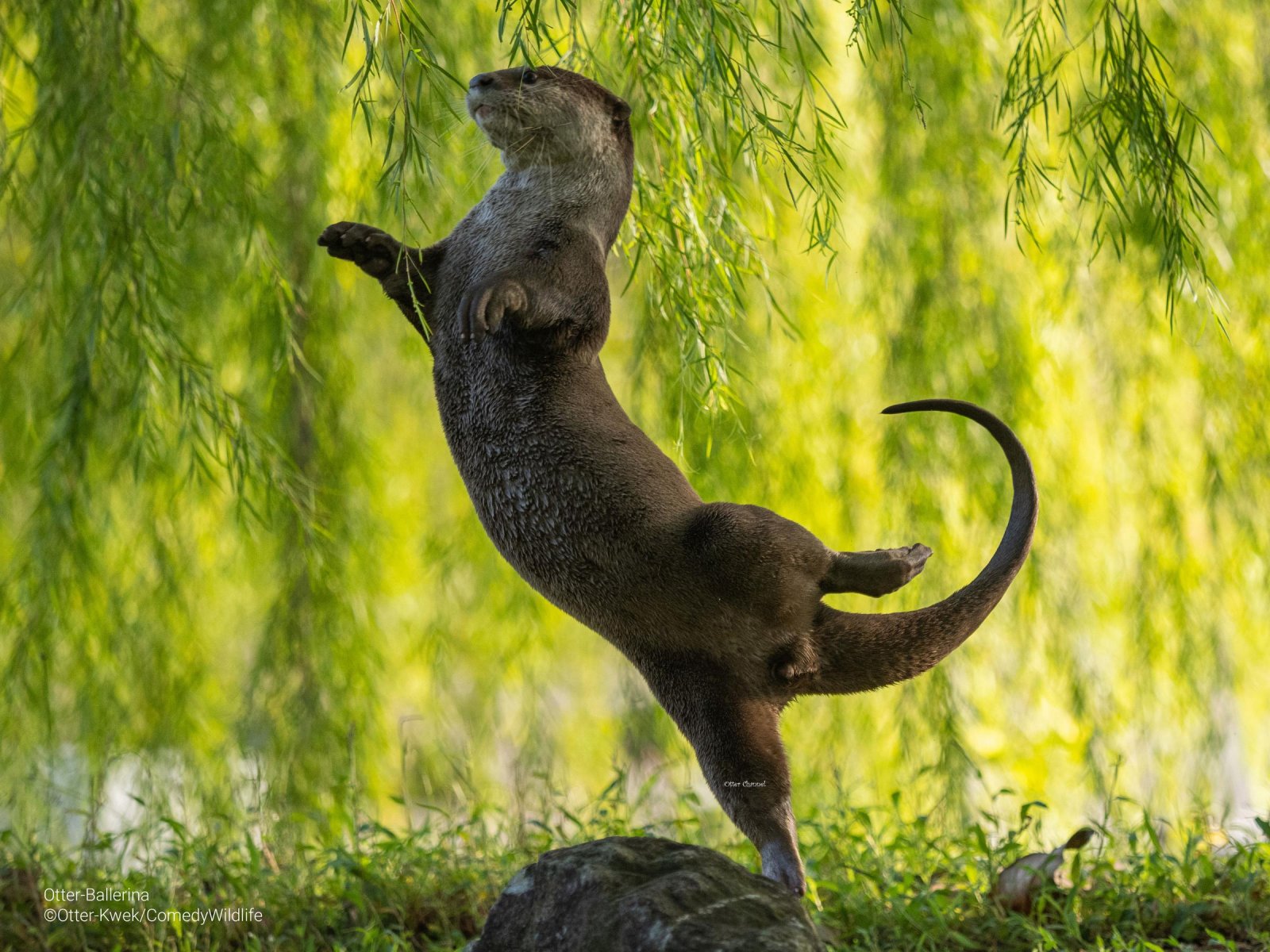 Снимки самых забавных животных. Стали известны финалисты конкурса Comedy  Wildlife Photo 2023