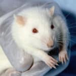 Трансгенная лактобактерия помогла крысам-гипертоникам