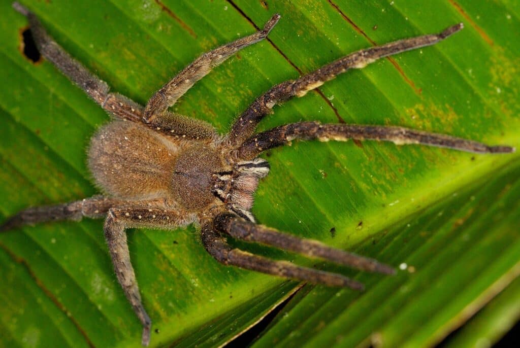 Phoneutria nigriventer