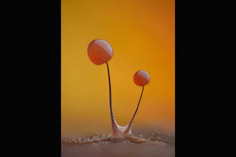 Капиллиций грибоподобного организма слизевика (Comatricha nigra) / © Timothy Boomer