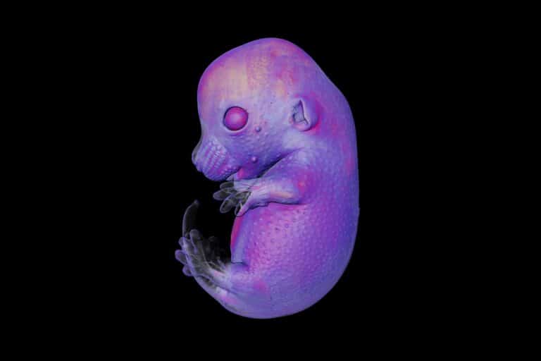 Эмбрион мыши / © Dr. Grigorii Timin & Dr. Michel Milinkovitch