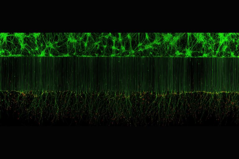 Мотонейроны, выращенные в микрофлюидном устройстве для разделения клеточных тел / © Melinda Beccari & Dr. Don W. Cleveland