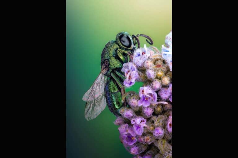 Оса-блестянка на цветке / © Sherif Abdallah Ahmed