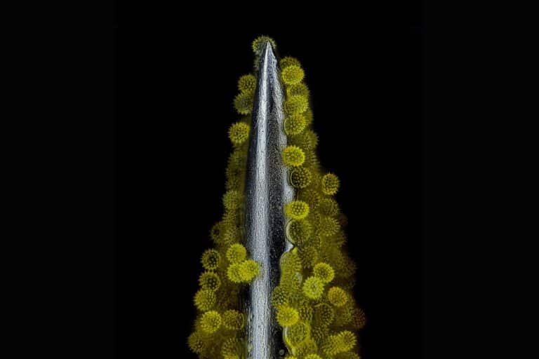 Пыльца подсолнечника на акупунктурной игле / © John-Oliver Dum