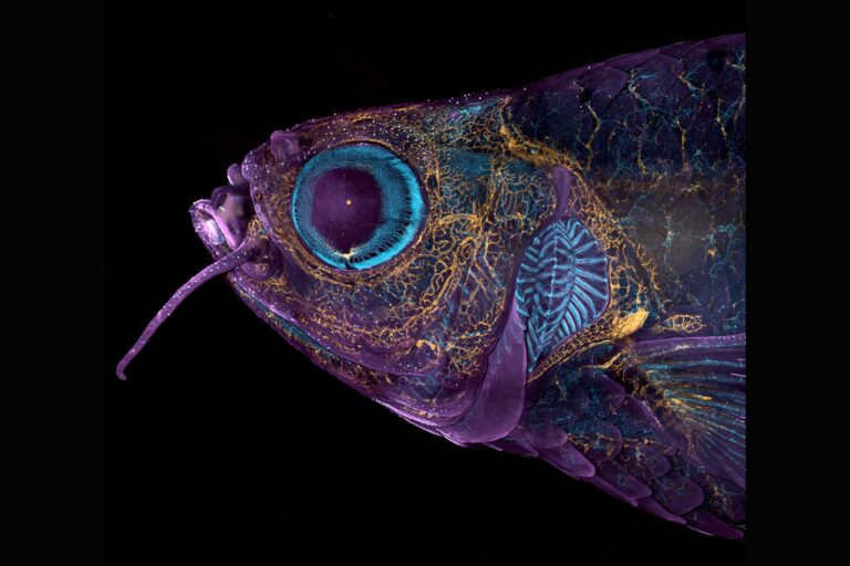 Голова взрослой особи трансгенной рыбки данио-рерио / © Daniel Castranova & Dr. Brant Weinstein