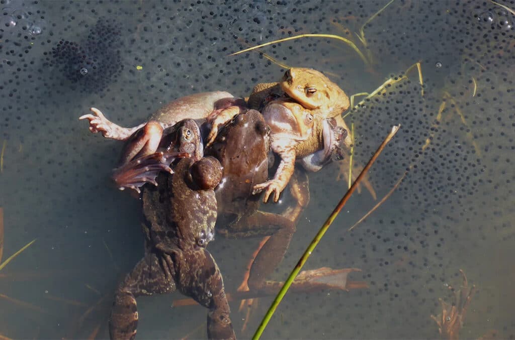 Самцы травяной лягушки наваливаются на самку