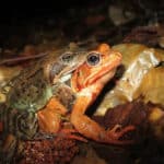 Лягушки, жабы, шаманизм и смертоубийство на колючках