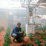 Яблони на Марсе, грибы на Луне: какие биотехнологии будут применять в космосе
