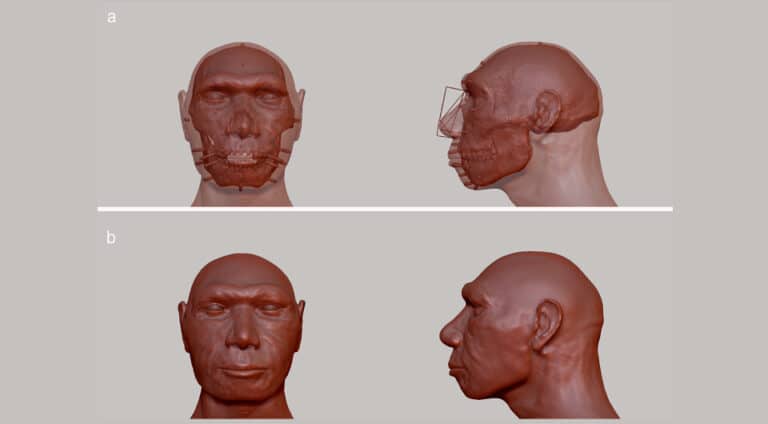 Реконструкция внешности гейдельбергского человека / © Asterios Aidonis et al. 